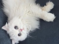 Duygularınızı değiştirecek chinchilla bebişlerim