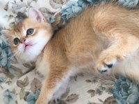 Altın british shorthair bebişler
