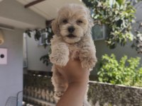 Maltipoo Yavrularımız
