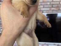 Pinscher varsa daha iyisi o da annesi