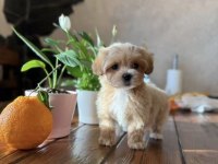 Korean Teacup Maltipoo Bebekler