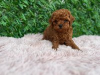 Toy poodle güzellikler