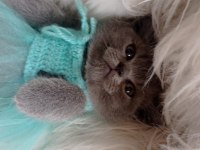 Sahiplendirme british shorthair