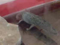Benekli Axolotl