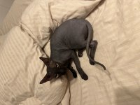 DİŞİ SAFKAN SPHYNX