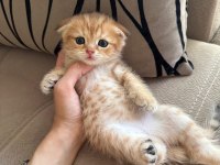 Scottish fold kedisi