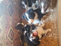 Border Collie Yavrular