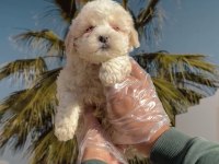 F1 Maltipoo minyatür