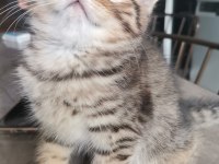 Black golden tabby erkek yavrular