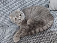 Sahiplendirilecek Scottish Fold Kedimiz