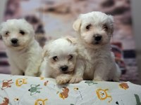 SHOW KALİTE MALTESE BEBEKLER