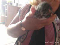Chinchilla kedisi 1 aylık