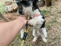 Terrier glen of ımaal