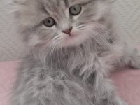 BRİTİSH LONGHAİR