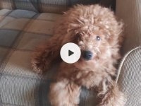 23 Temmuz Doğumlu Erkek Toy Poodle