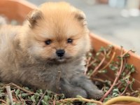 Pomeranian boo 3 aylık köpeğimiz