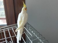 Ele alışık oyun hamuru gibi sultan papağanı