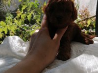Kore poodle