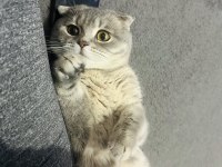 Erkek scottish fold kedimize çift aranmaktadır