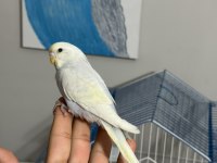 45 günlük rainbow bebek muhabbet kuşu