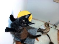 Safkan şecereli Maine Coon oğlan