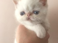 Baby face erkek exotic shorthair 45 günlük yavru
