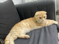 Sarı scottish fold