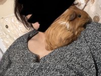 2 Aylık Guinea Pig Sheltie Irk (Erkek)