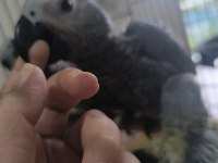 Bebek Jako Papağanlar