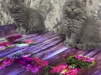 2 Aylık British Shorthair Yavrular