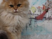 British Longhair Black golden Shaded (BLH NY 11)