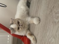 Acil Sahiplendirme exotic shorthair