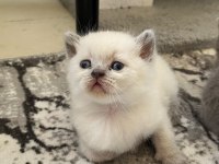 British Longhair Kedisi