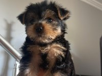 Kendi köpeğimizin yavruları