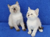 YENİ YUVASINA GİTMEYE HAZIR  BRİTİSH PONÇİKLER