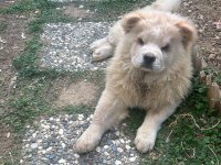 Beyaz dişi Çin aslanı