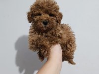 Toy poodle yavru köpekler
