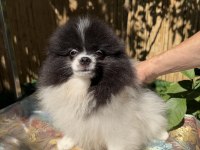 Pomeranian Boo Bicolor Dişi Ve Erkek
