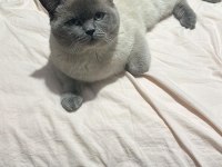 Blue Point british shorthair