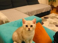 British shorthair salebimiz yeni yuvasını arıyor