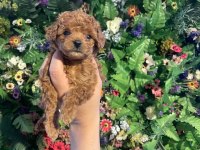 Safkan poodle yavrularımız yeni yuvalarını arıyor