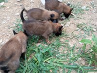 Belçika kurt köpeği