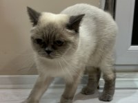 Uysal 2 british shorthair