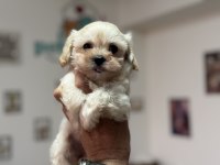 Show kalite kore maltipoo yavrularımız