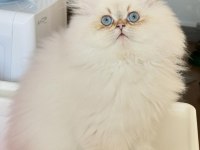 Şampiyon Annenin British Longhair Şecereli ve Çipli