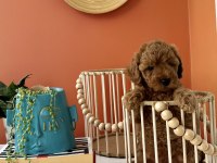 Cookie ve Tarçının poodle bebekleri