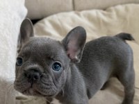 French Bulldog Bebekler