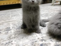 2 aylık scottish fold yavrularımız