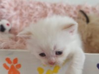 Bal küpümün bal yavru kedilerine ömürlük yuva