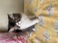 Tamamen ücretsiz kedimiz için ulaşın